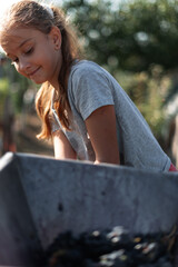 Wall Mural - the cute girl is busy processing viograd. dressed in a gray T-shirt in the vegetable farm in early autumn