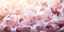 Flowers Background Banner - Closeup Of White Pink Beautiful Blooming Lilies, Lilie, Lilly( Lilium) Field