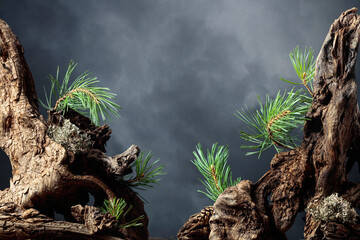 Wall Mural - Abstract north nature scene with a composition of pine branches and dry snags.