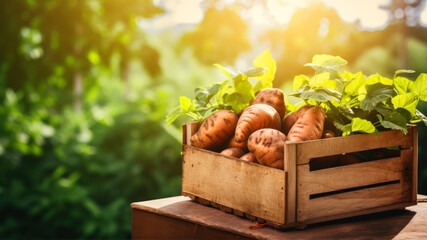 many fresh Sweet potato in wooden boxes. Farmers market. Organic tasty juicy food full of vitamins and antioxidants.