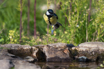 Wall Mural - Great tit bird jumping high in the air from rocks in water with green begetation in the background