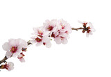 Fototapeta Desenie - Ramma en flor de cereza