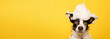 banner smiling wet puppy border collie dog taking bath with soap bubble foam on head , Just washed cute dog on yellow background, goods for treatment for domestic pets, grooming salon, copyspace.