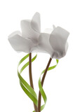 Fototapeta Desenie - pareja de flores blancas 