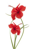 Fototapeta Desenie - pareja de flores rojas Hibiscus
