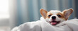 banner Smiling puppy little corgi dog after bath soap bubble foam wrapped in white towel, Just washed cute dog at home, copyspace.