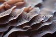 closeup of portabella mushroom gills