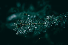 A Close Up A Of Fir Tree Branch With Rain Drops