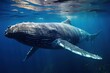 humpback whale swimming underwater