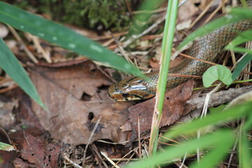 Sticker - Japanese Forest Ratsnake (Elaphe conspicillata) in Japan