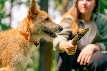 a young girl walking in the park with her dog, playing with a stick and teasing him with it close-up of the animal