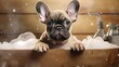French bulldog puppy getting bathed in a wooden basin with soapy water