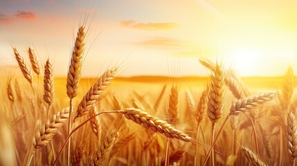 Poster - Golden wheat in a rural sunset landscape under shining sunlight symbolizing a rich harvest