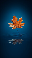 Wall Mural - Autumn maple leaf on water surface with ripples. Copy space.