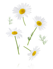 Wall Mural - Chamomile flower isolated on white or transparent background. Camomile medicinal plant, herbal medicine. Set of four chamomile flowers with green leaves.