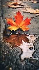 Wall Mural - Orange maple leaf in a puddle. Autumn background. Selective focus.