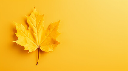 Wall Mural - Yellow maple leaf on plain background. Top view, flat lay