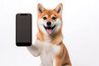 Shiba Inu holding phone on white background