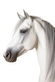 Fototapeta  - white horse portrait on white background