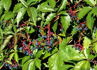 Wall Mural - Parthenocissus quinquefolia creeper with green foliage ,yellow flowers and blue fruits close up