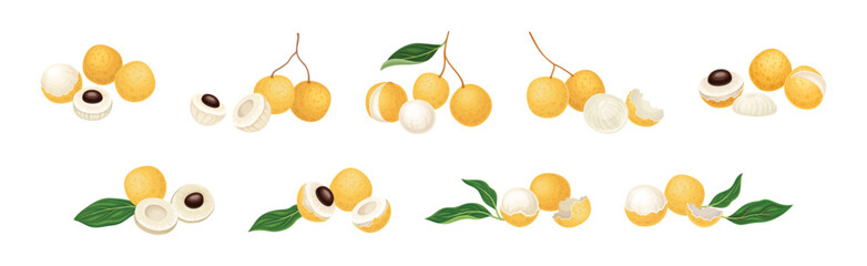 Poster - Longan Tropical Fruit with Round Berry and Leaf Vector Set