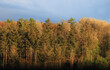 Spring landscape with forest at sunset