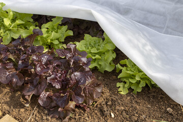 Canvas Print - Voile d'hivernage sur des plants de salade feuille de chêne”