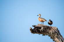 Lesser Whistling Ducks On A Dead Tree Branch