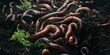 Regenwürmer auf der Erde im Garten