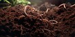 Regenwürmer auf der Erde im Garten