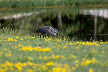 Sticker - Great blue heron (Ardea herodia)