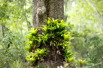 Bromeliad Tree