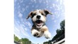 dog happy run russel jack jump pet cute terrier play