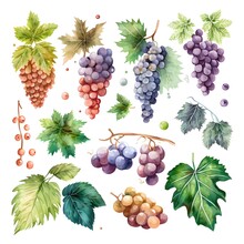 Watercolor Illustration Of Grapes 2d Assets Isolated Cozy Objects On White Background Magical Colors White Background Watercolor Hyperrealism High Detail Isolated Elements Set Clipart 