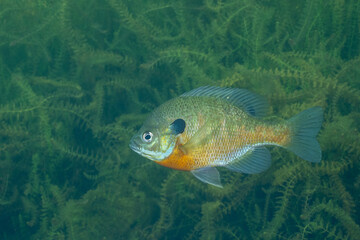Wall Mural - Bluegill in lake with aquatic plants
