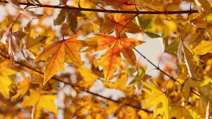 Sticker - The leaves on the trees turn red in autumn