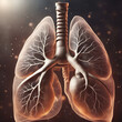 Lungs Anatomy Human Respiratory System 3D Illustration