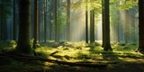 Fototapeta Pokój dzieciecy - tranquil forest with sunlight filtering through trees, generative AI