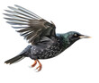 European Starling, realistic, in flight, sideview, no background, transparent png, generative ai