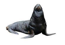 An Isolated Smiling Sea Lion Looks On Smugly - Isolated On White Or Transparent Background