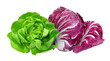 green butter lettuce and red radicchio isolated, png