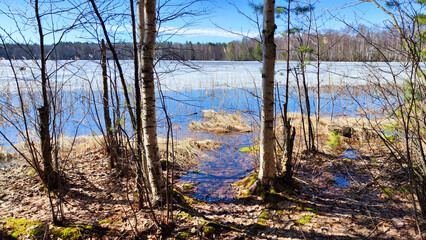 Wall Mural - Landscape with a lake covered with ice before the start of melting and ice drift and tree trunks befory it on a spring day with the sun. Blue ice and water under the sunlight in early spring