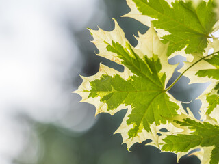 Wall Mural - Green and white foliage of Norway Maple 'Drummondii' - Acer platanoides Variegata