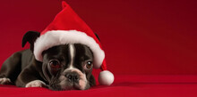 A Boston Terrier Dog With A Red Christmas Hat Against A Red Xmas Background.