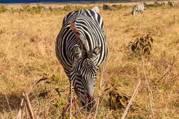 Poster - Herd of zebras in savanna in Ngorongoro Crater National park in Tanzania. Wildlife of Africa