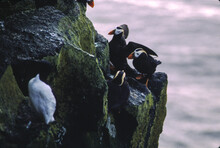 The Puffin Is A Stocky Diving Sea Bird About 12 Inches In Length With A Wingspan Of 22 Inches. Black Uppersides And White On Its Chest. It Has Bright Orange Webbed Feet With Bright Red And Yellow Bill