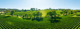 Fototapeta  - Aerial photo of a vineyard in the Adelaide Hills