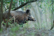 The wild boar leader 