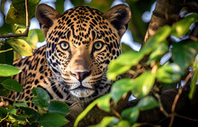 Symbiotic Harmony Of A Jaguar Resting On A Branch In The Rainforest Canopy
