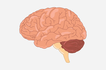 Wall Mural - human brain vector illustration. side view of brain with cerebrum, brainstem and cerebellum to study